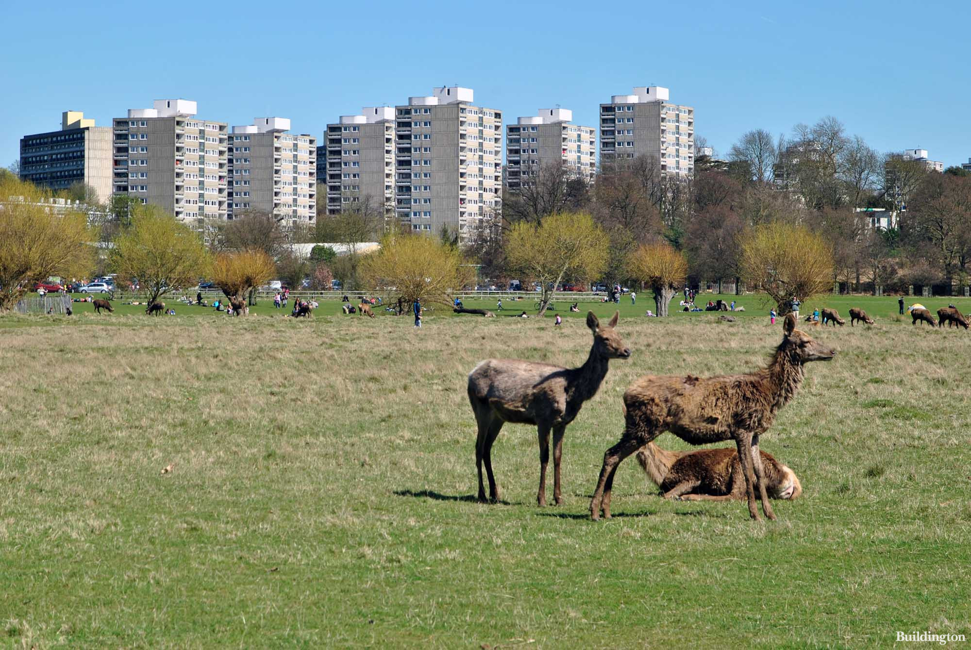 Deer in Richmond Park with Alton Estate on the background.